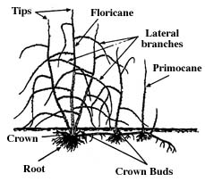 diagram of a raspberry plant