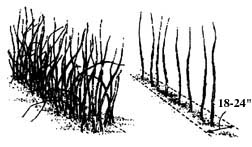 red raspberry plant before & after pruning