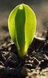 corn_plant_sprout.jpg