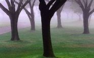 fog_trees.jpg
