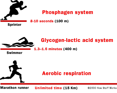 sports-physiology-atp.gif